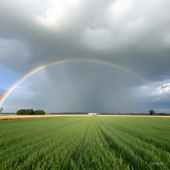 Nova Sensação (Arrocha)