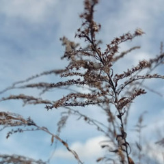 A premonition of spring. Photo - Liudmyla Skrypnik.