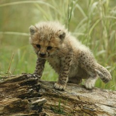 cheetah print on my body