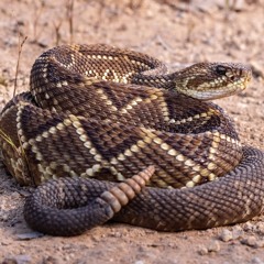 Aravaipa Canyon: A Rattlesnake Tale