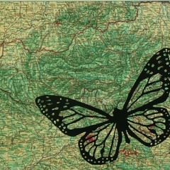 03 Gannet - from Wild Journeys