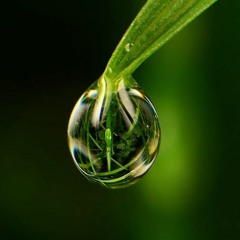 Dew Drops