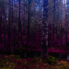 27NOV24//songs from the wood 24/geronimo/rabarbraland27112024//