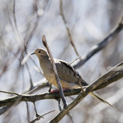 Dovesong Round