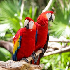 Kaséko - Retour aux sources