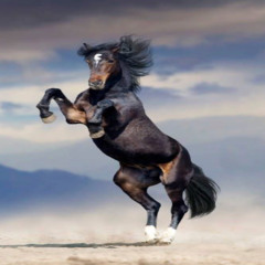 horse girl got anger issues