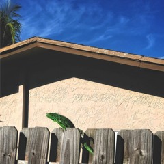 PALMETTO