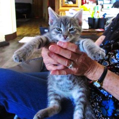 " Hang Loose "   ( Blues Original )