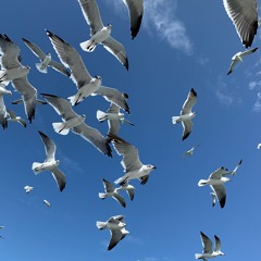 Birdwave