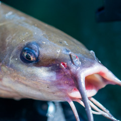 Panhandle Afield: Channel Catfish