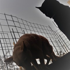 Risko.