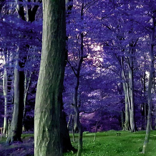 Behind The Tree 14-12-2020