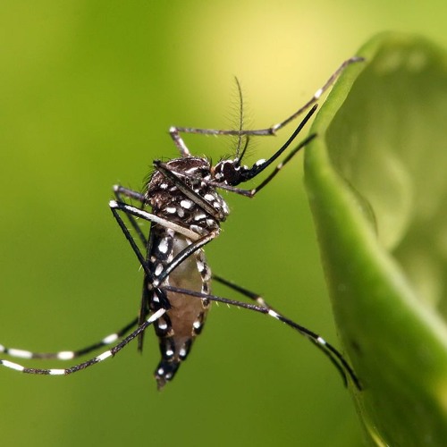 "El mosquito está en Pinamar, pero eso no significa que está la enfermedad" - Federico Barone