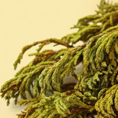 Juniper Sling