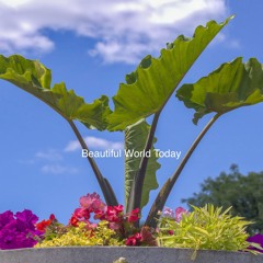 Beautiful World Today