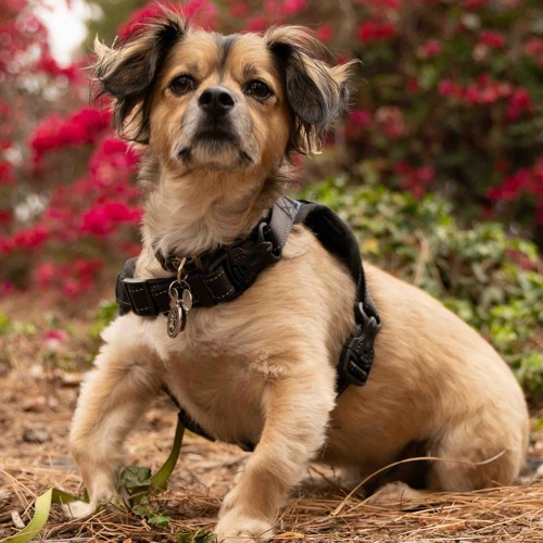 Alive X Starbright X Worlds Away