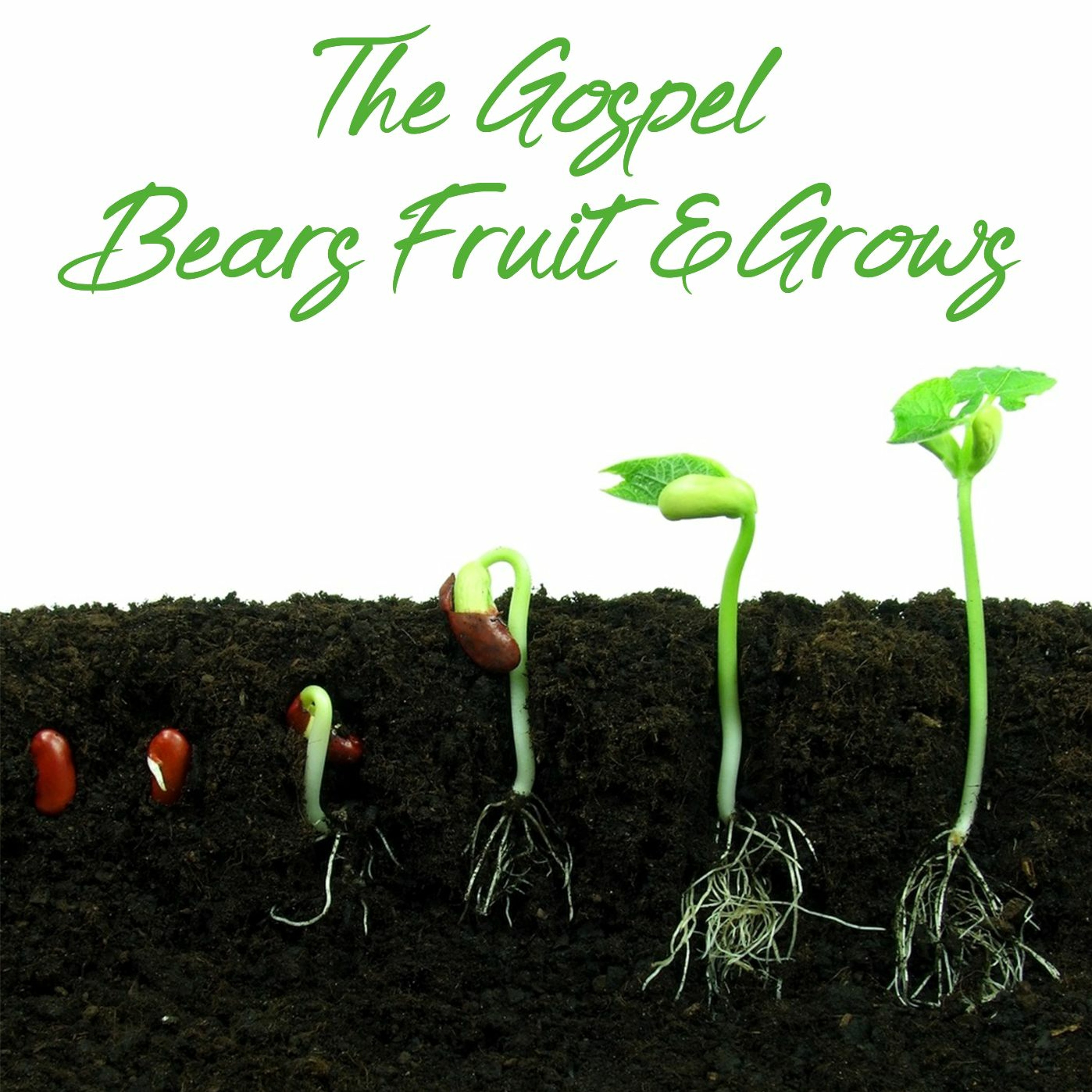 The Gospel bears fruit and grows (Colossians 1:1-14) episode artwork