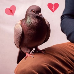 Google Translate + Masculine AI Pigeon Polish