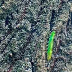 Peps Goldberg // Caterpillar Road