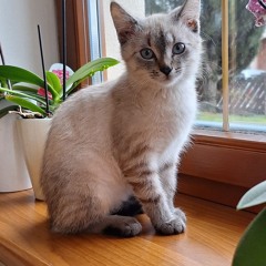 Boubelacik