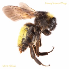 Honey Venom Wings