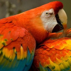 Javier Vasquez - Pajaro Bellaco