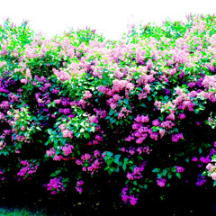 ectoplasmic blue/lilac