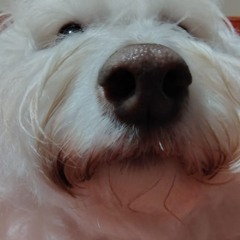 rezo por vos de wassap