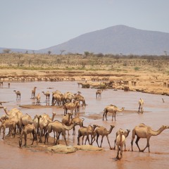 Haye aan Ammanno