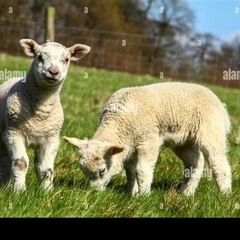 Young Lambs - John Clare (in song)