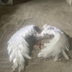 принципиальность