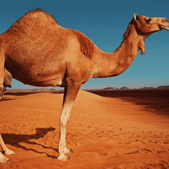 Camel Crush w/ MillenDL