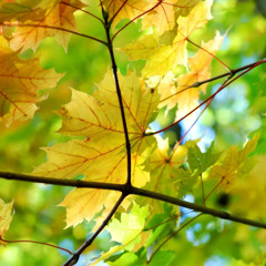 Relax and Embrace Gratitude