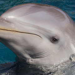 I’ve got a shoal but I’ve got no shoulders