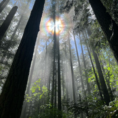 Forest Guardian (SoundCloud and BandCamp exclusive)