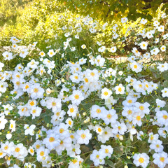 Random Access Memory (Unserious)