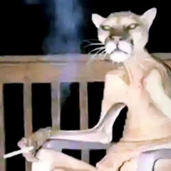 cat smoookin