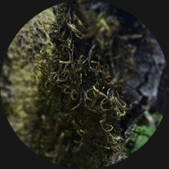CODECAST XY - Vardae - Dynamic Moss