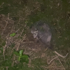 And there's a possum that comes by...