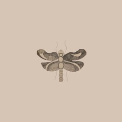 Dragonflies