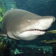 KaviarFürAlle (Prod. :kulmbach)