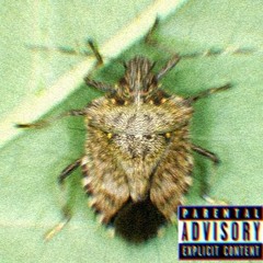 Freaking Stink Bugs - Lil Wiggle Chan