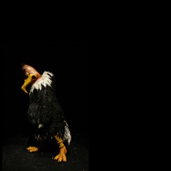 Bird Dance