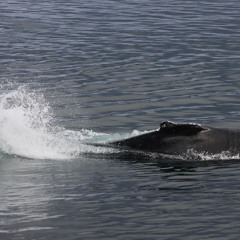 HB Bubble Net Sept 24 2023