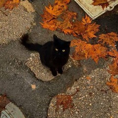 Fall Playlist