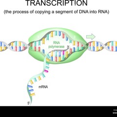 TranceCription