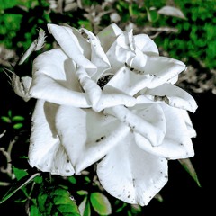 Miss Pru x Blaq Diamond x Malome Vector TYPE BEAT - iSibaya (prod. Shaddae ZA)