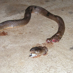 Believer (ProdBLUNTWIZARD)