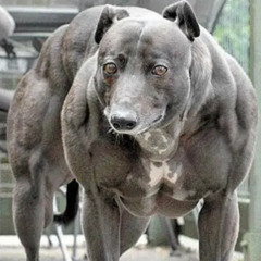 JUDO-GT - GREYHOUND