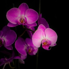 Garden Full of Orchids